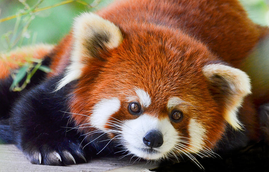 Red Panda Photograph by Michael Hubley