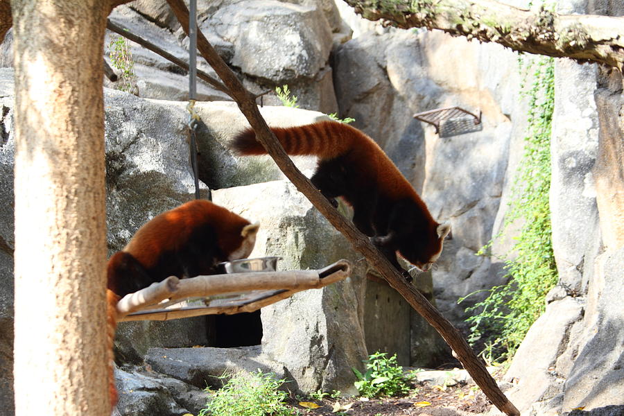 Red Panda - National Zoo - 011312 Photograph by DC Photographer - Pixels