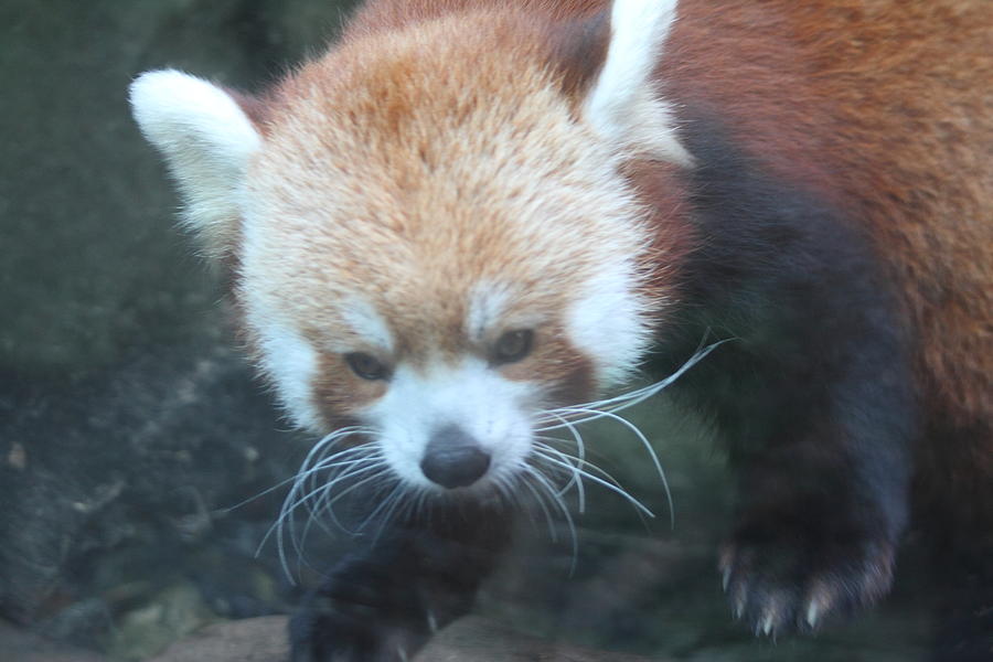 Animal Photograph - Red Panda - National Zoo - 01135 by DC Photographer