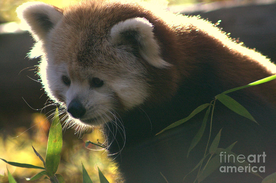 Knoxville Photograph - Red Panda Part II by Michael Creamer