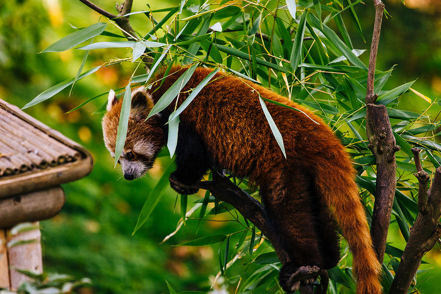 Red Panda Photograph by Pati Photography