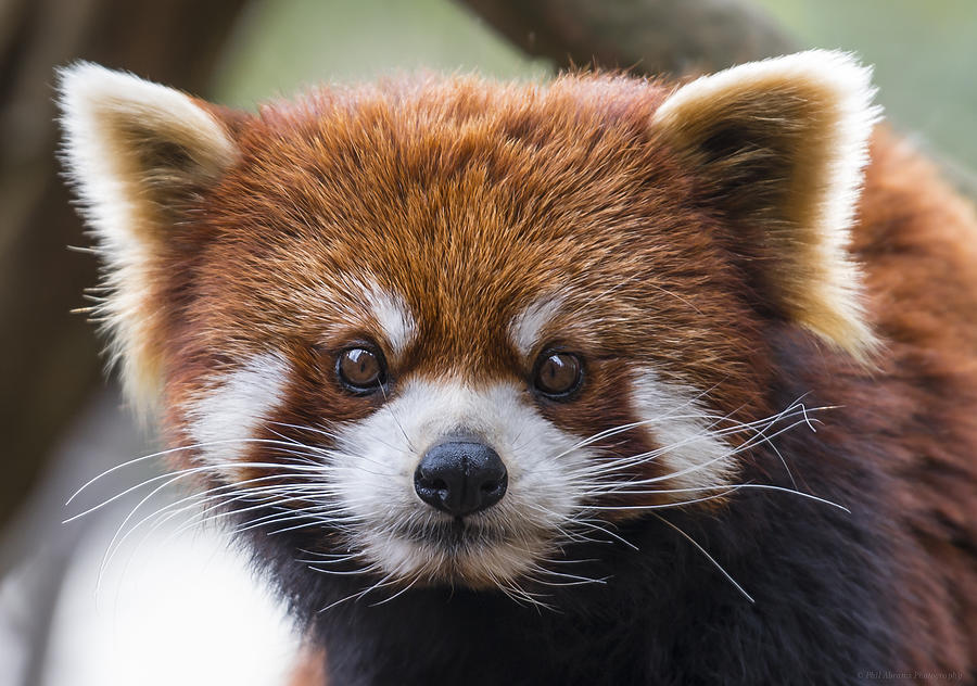 Red Panda Photograph by Phil Abrams