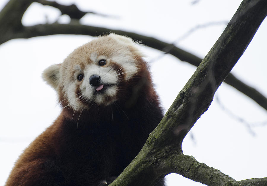 Red panda poking tongue out Photograph by Rachel Williams - Fine Art ...