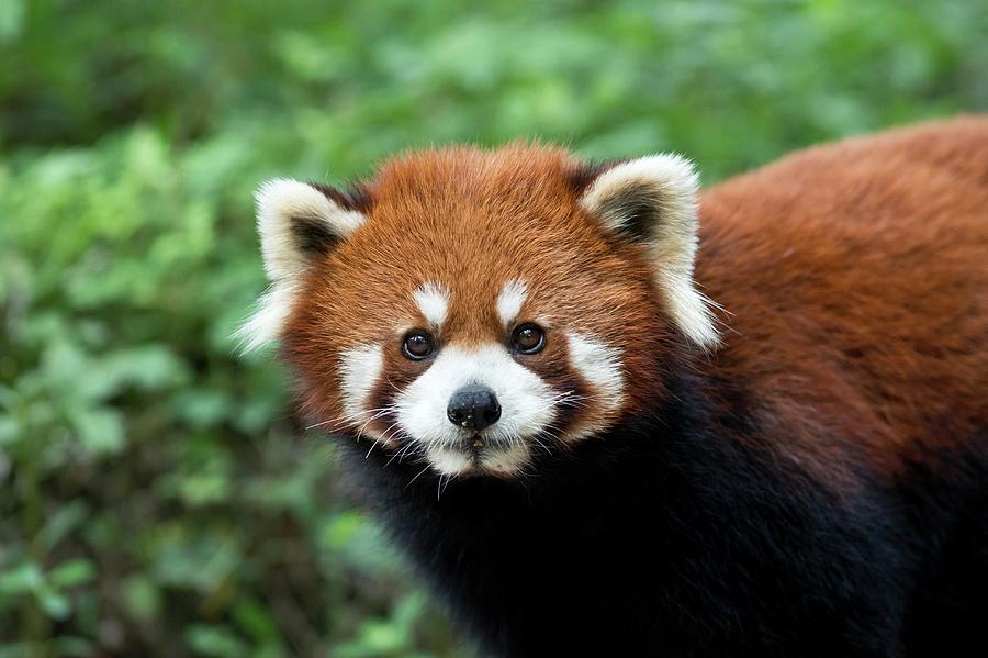 Red Panda Portrait Photograph by Tony Camacho - Fine Art America