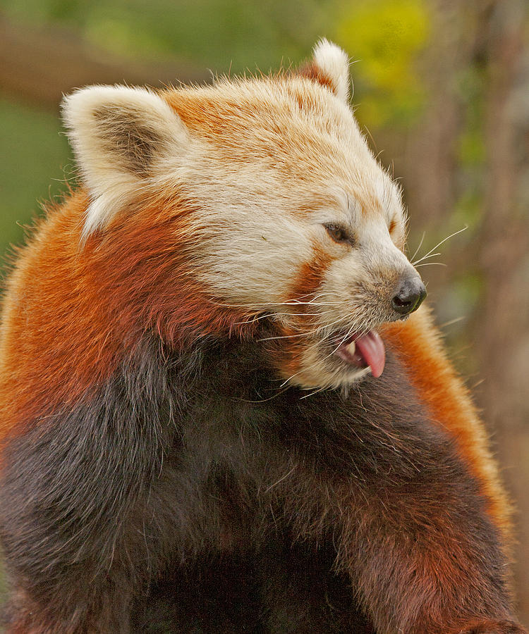 Red Panda profile Photograph by Paul Scoullar