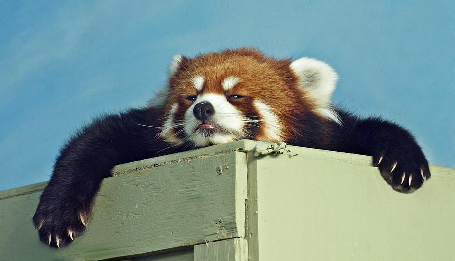 Red Panda ready for a nap Photograph by My images revolve around the sights seen in Manitoba, Canada