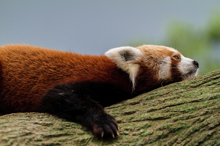 Red Panda Resting On A Tree Trunk Photograph by Manoj Shah
