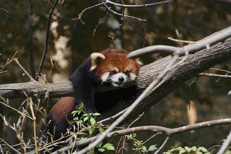 Red Panda Photograph by Richard Gregurich