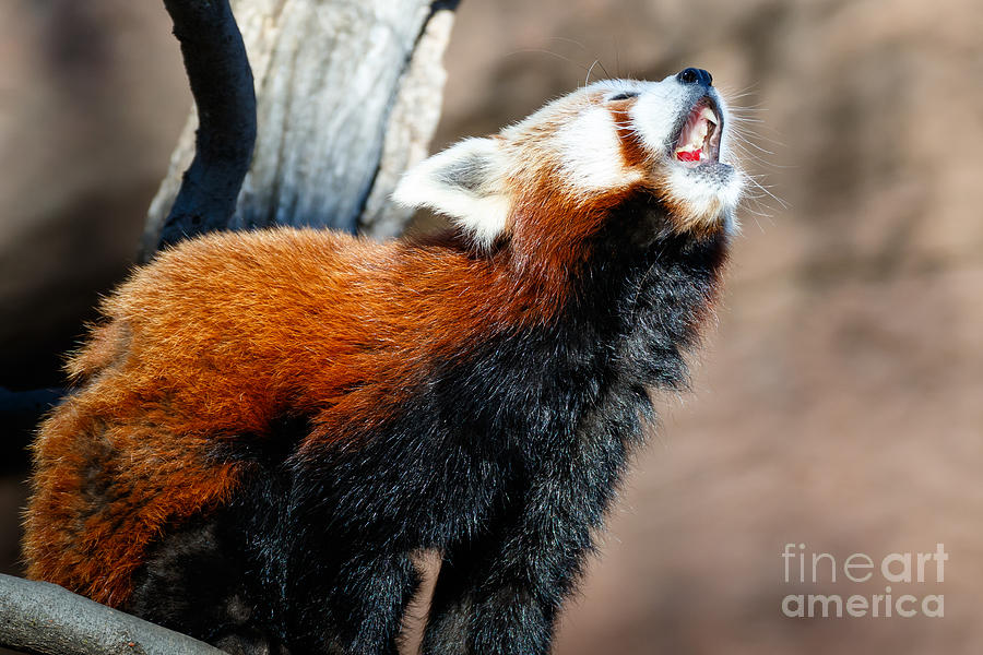 Red Panda Photograph by Richard Smith