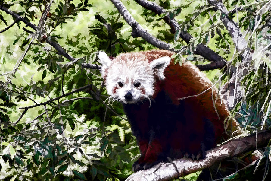 Red Panda Digital Art by Photographic Art by Russel Ray Photos