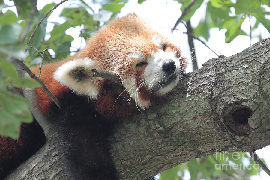 Red Panda sleeping Photograph by Dwight Cook