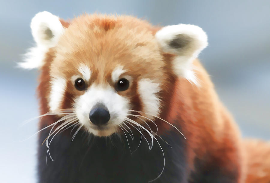 Red Panda Staring Digital Art