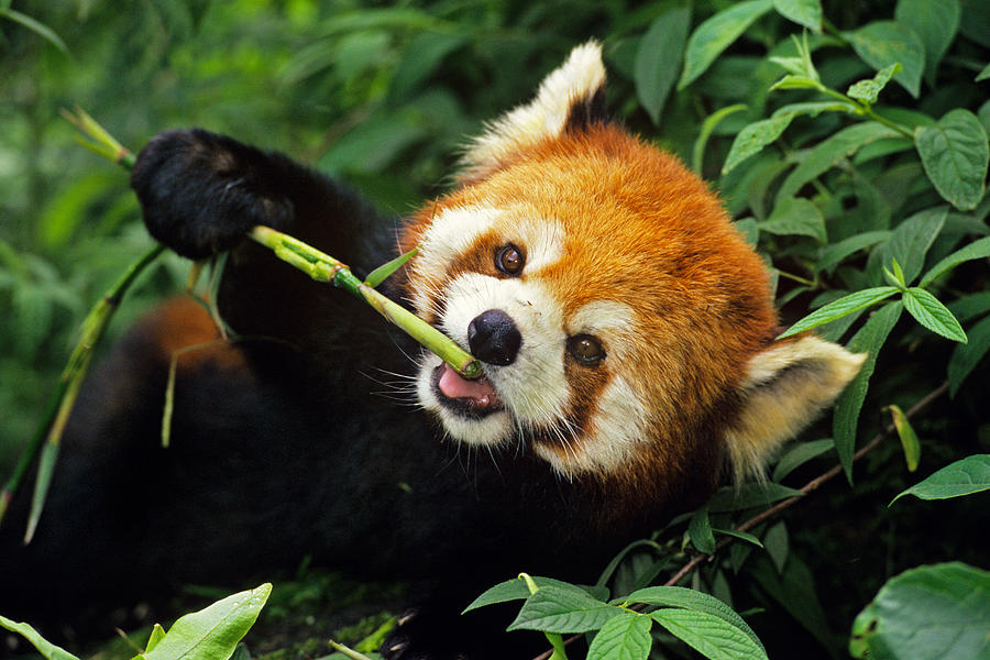 red panda bamboo