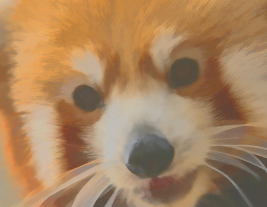 Red Panda Up Close Digital Art