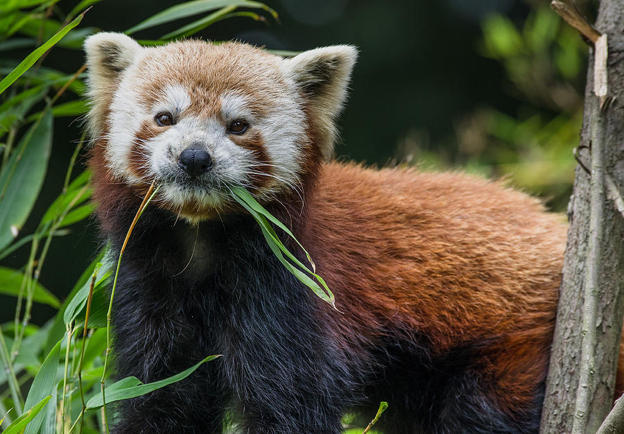 Red Panda with an Attitude Photograph by Greg Nyquist
