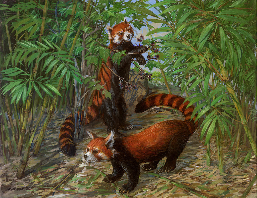 Wildlife Painting - Red Pandas by ACE Coinage painting by Michael Rothman