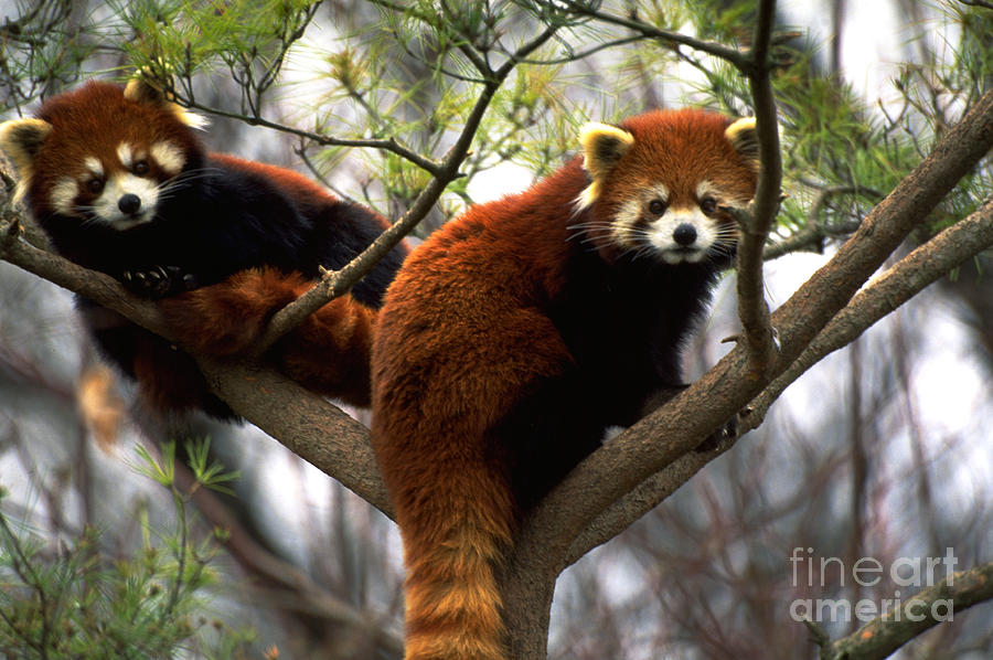Red Pandas In Tree Photograph by Art Wolfe