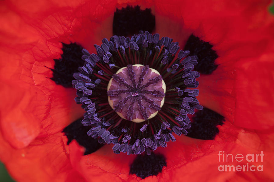 Poppy Photograph - Red Papaver Orientale by Tim Gainey