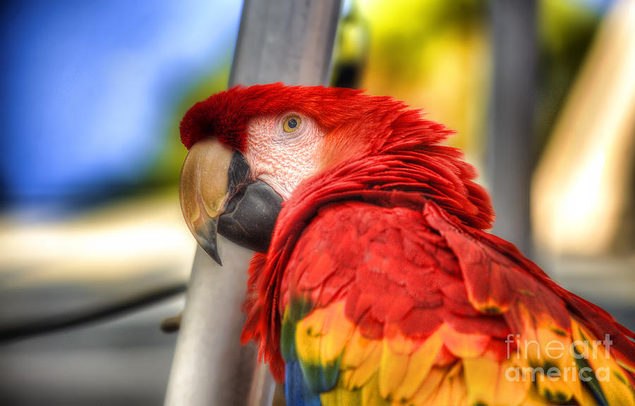 Red parrot Photograph by Dan Friend
