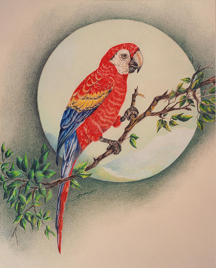Parrot Sketch Drawing by AbdulRahman Umair - Fine Art America-gemektower.com.vn