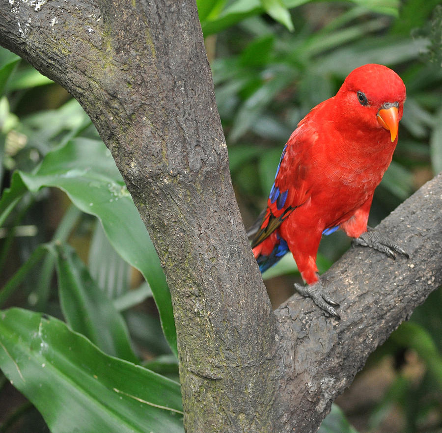 Red Parrot Photograph by Judith Russell-Tooth - Fine Art America