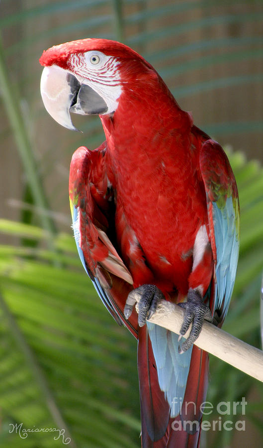 Red Parrot Photograph by Mariarosa Rockefeller