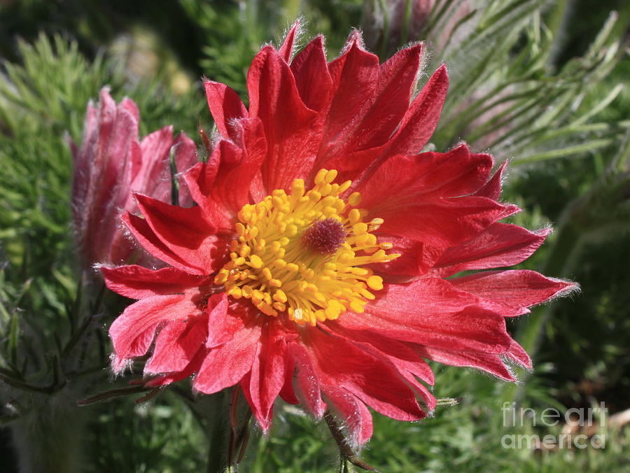Red Pasque Flower Photograph