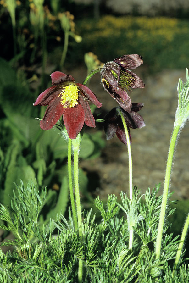 Nature Photograph - Red Pasque Flowers by Brian Gadsby/science Photo Library