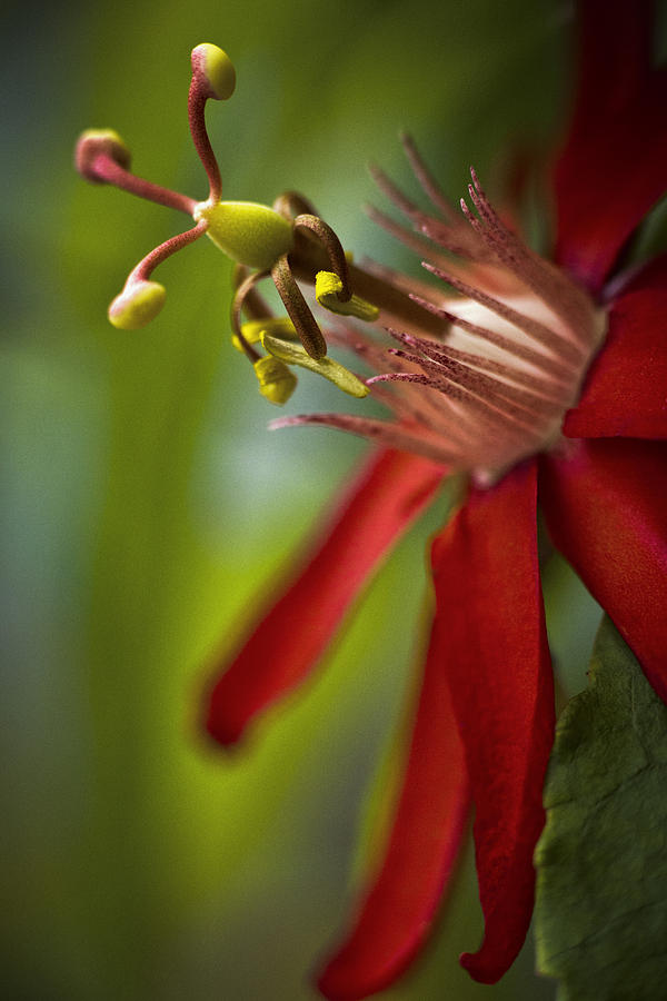 Red Passion Flower Photograph by Bradley R Youngberg