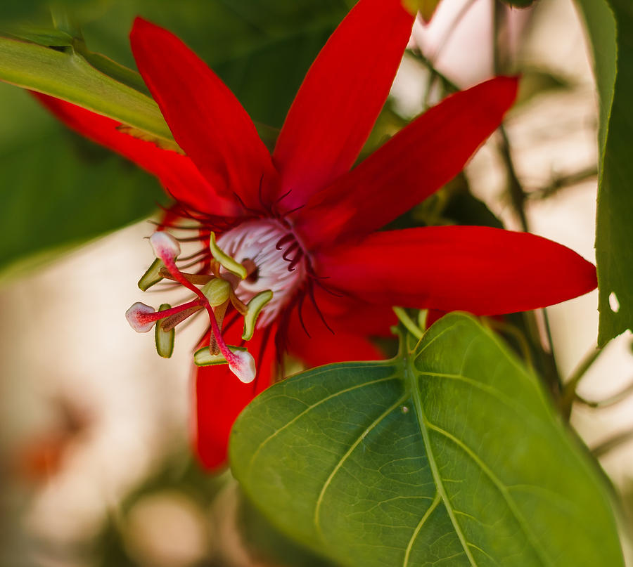 Red Passion Flower Photograph by Jane Luxton