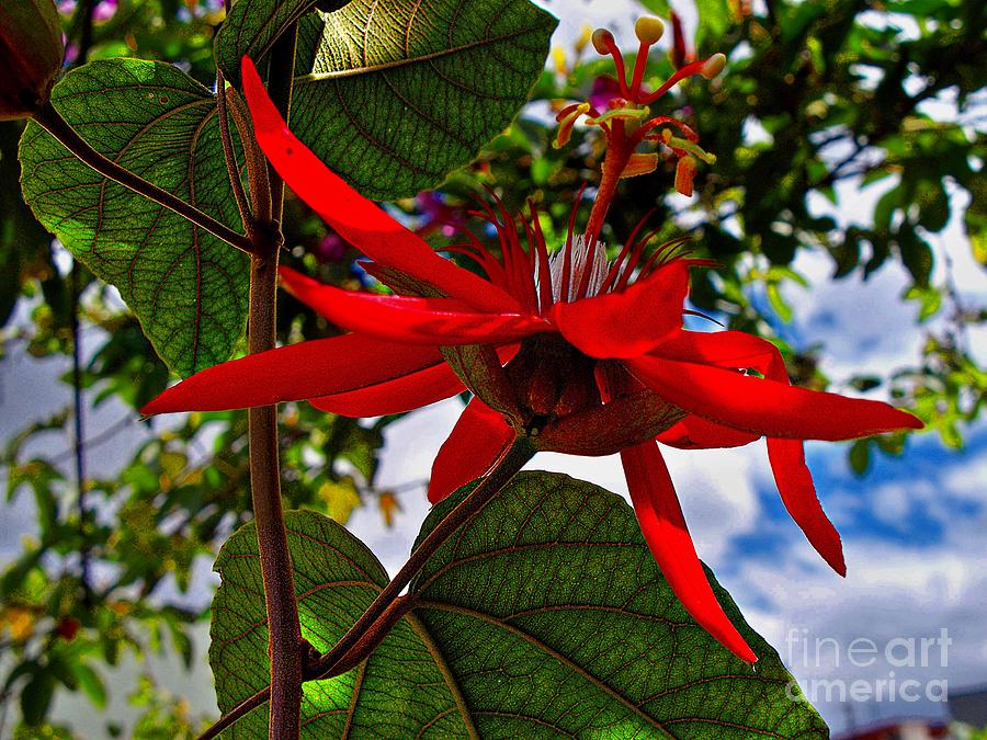 Red Passion Flower Photograph by John  Kolenberg