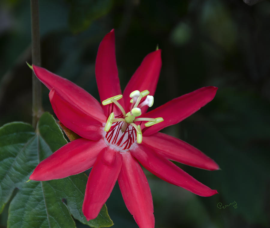 Red Passion Flower Photograph by Penny Lisowski