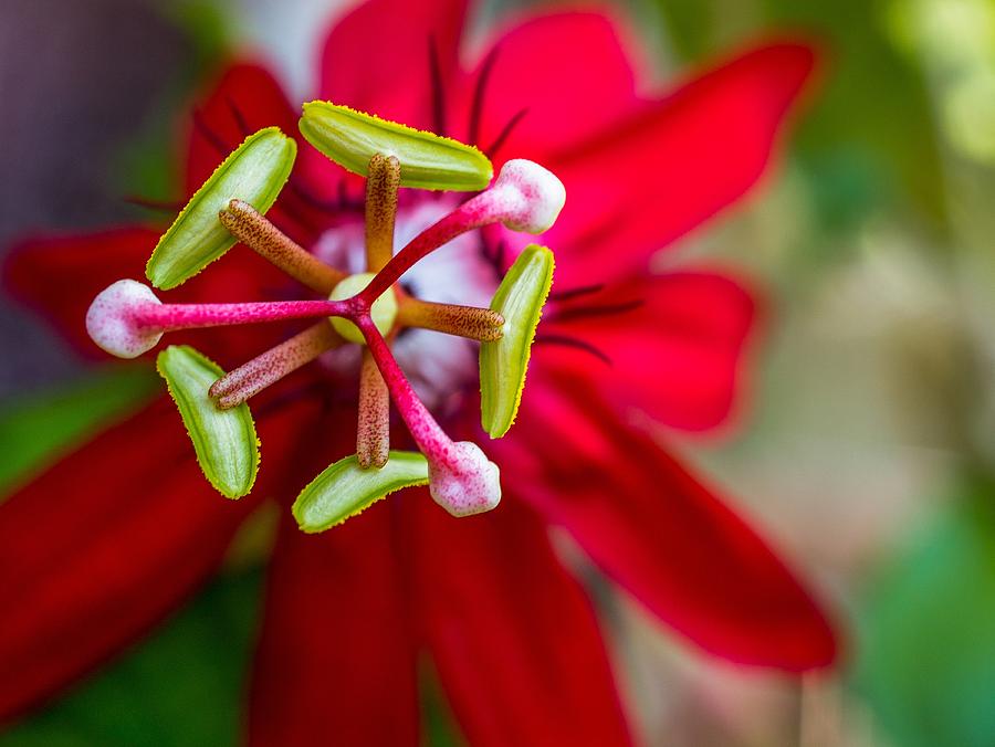 Red Passion Flower Photograph by TK Goforth