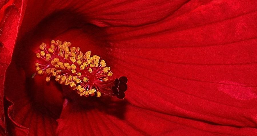 Nature Photograph - Red Passion Hibiscus by Bruce Bley