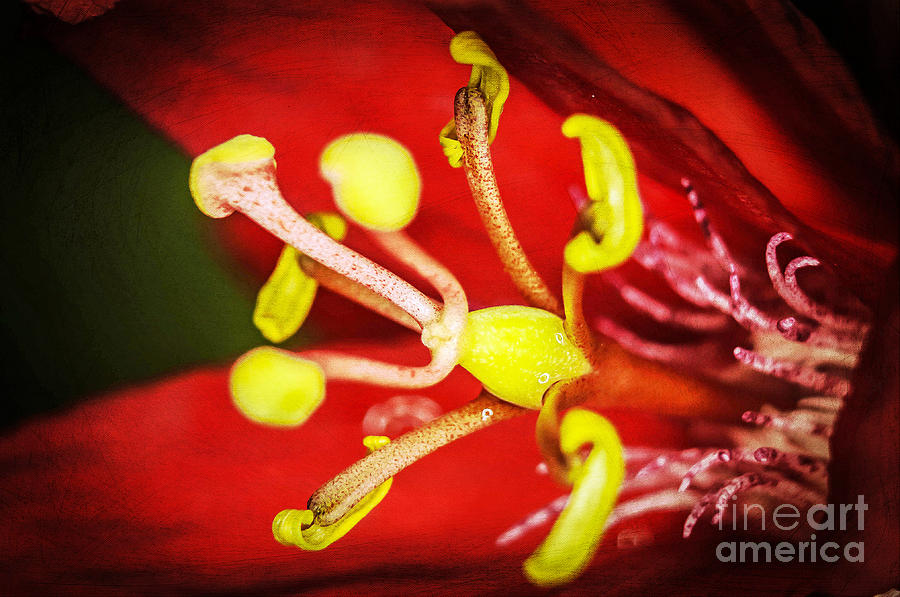 Red Passion Macro Photograph by George Kenhan