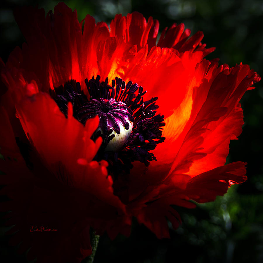 Poppy Photograph - Red Passion Oriental Poppy by Julie Palencia