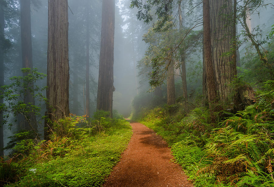 Red Path through Redwoods Photograph by Greg Nyquist
