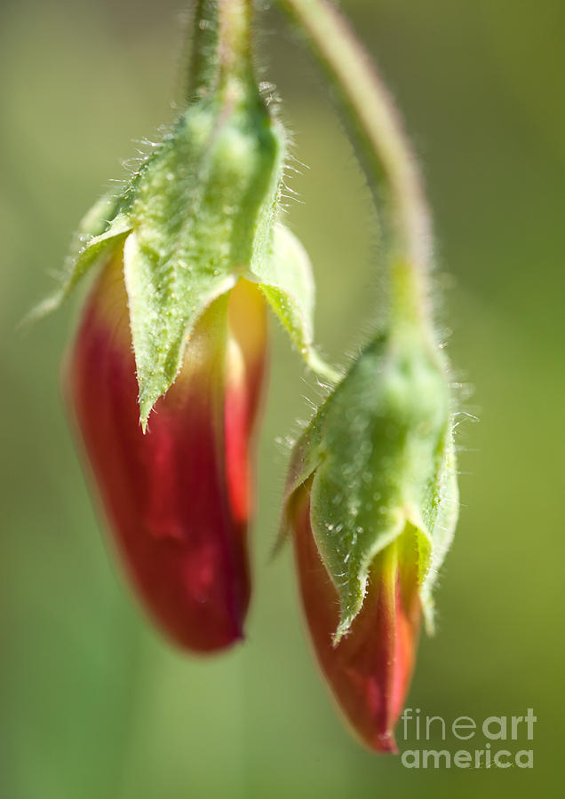 Red Pea Buds Photograph by Iris Richardson