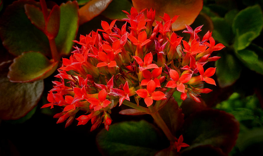 Red Pentas Photograph by Dave Bosse