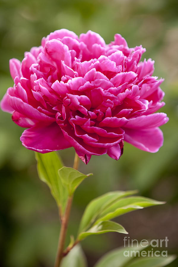Red Peony Photograph by Brian Jannsen