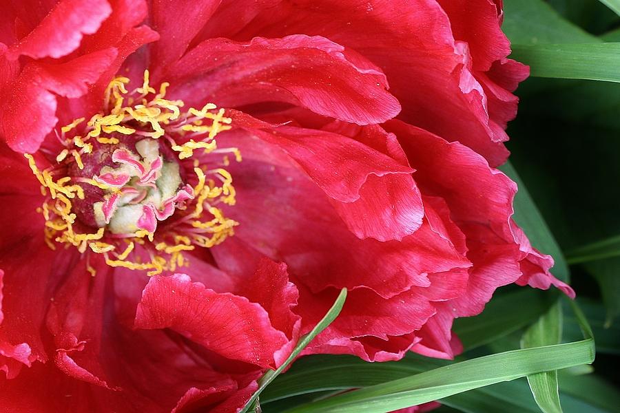 Spring Photograph - Red Peony by Bruce Bley