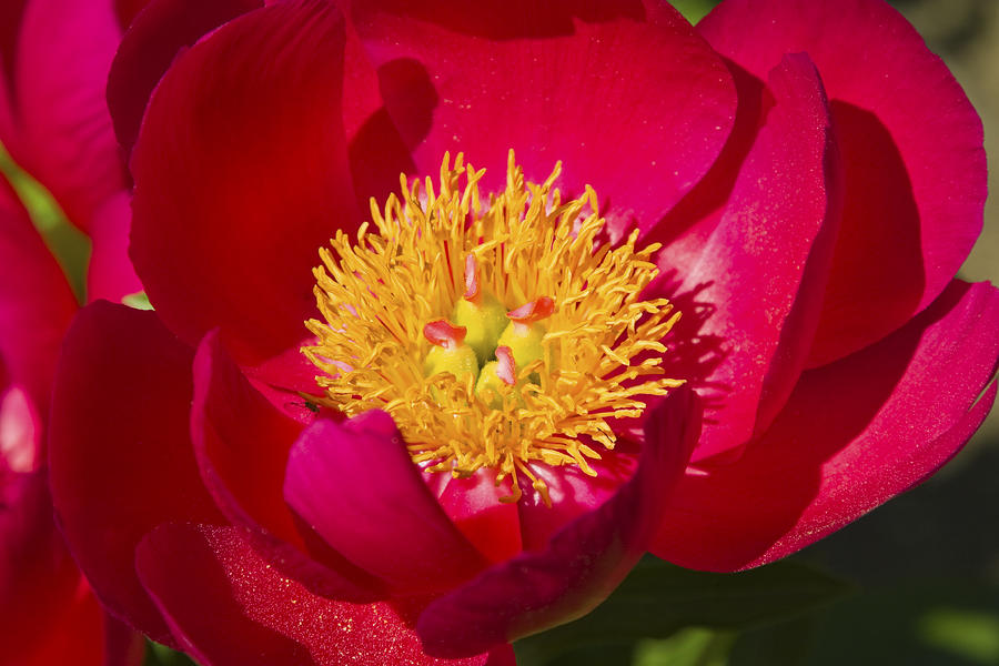 Red Peony Flower Photograph by Keith Webber Jr