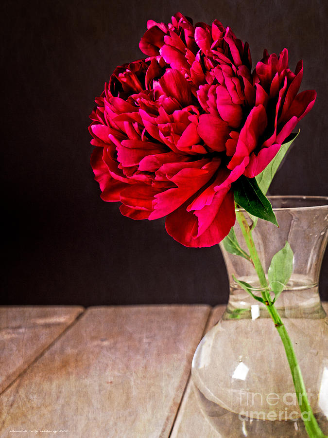 Architecture Photograph - Red Peony Flower Vase by Edward Fielding