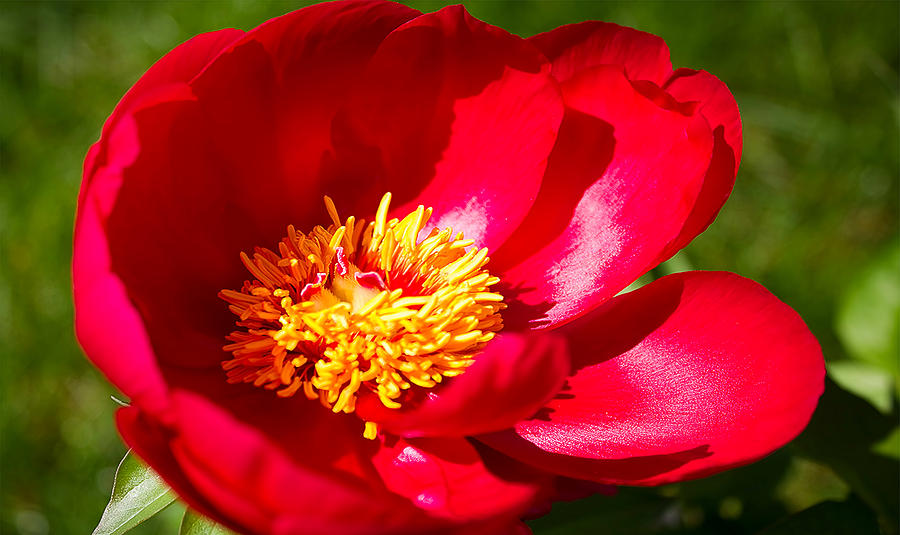 Red Peony Photograph by Pat Cook