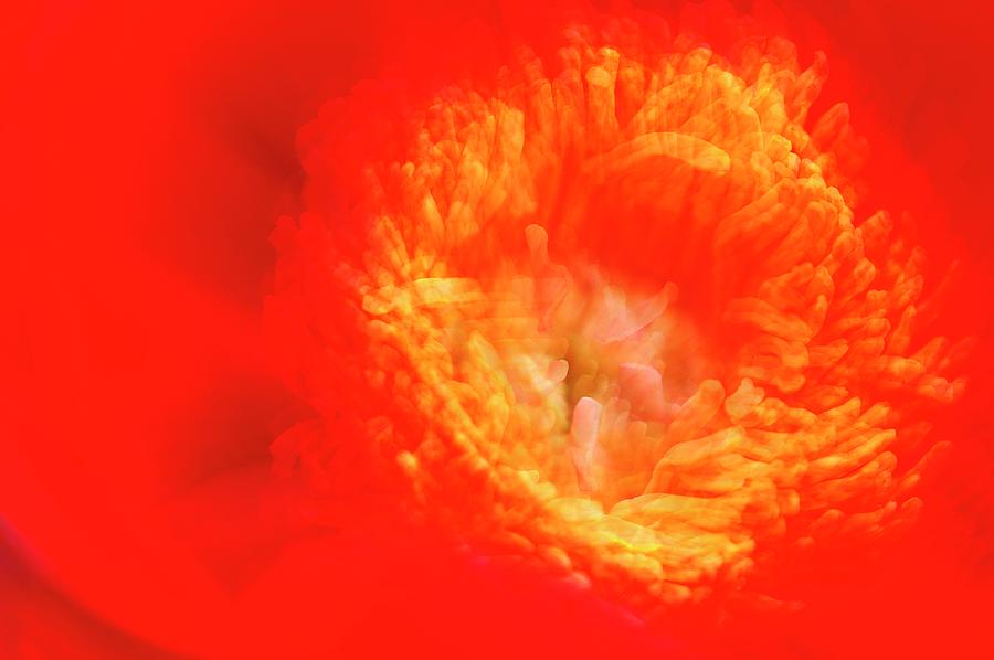 Red Peony Petals Photograph by Maria Mosolova/science Photo Library