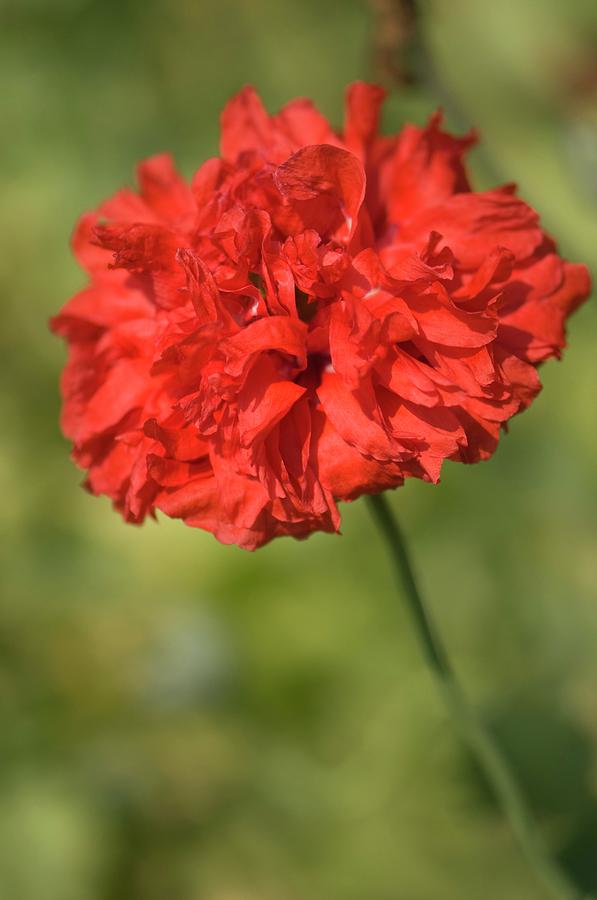 Red Peony Poppy Photograph by Maria Mosolova