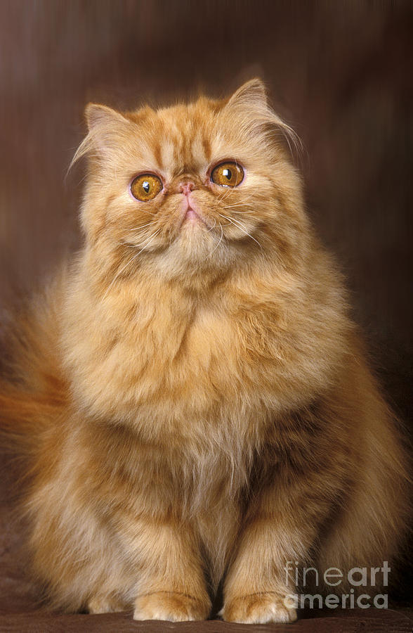 Red Persian Cat Photograph by Jean-Michel Labat