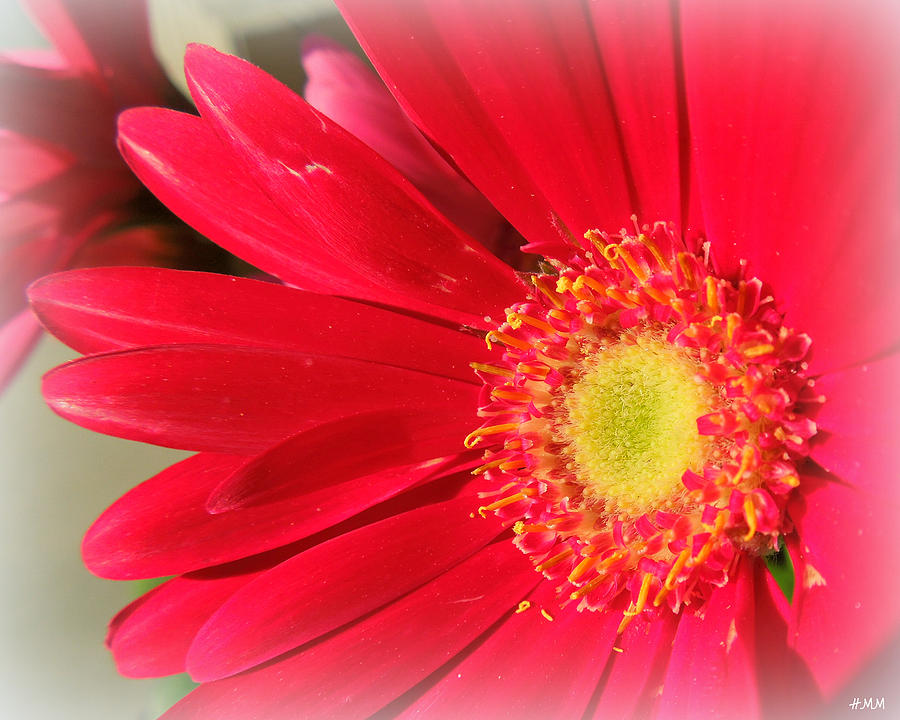 Spring Photograph - Red Petaled Gerbera by Heidi Manly