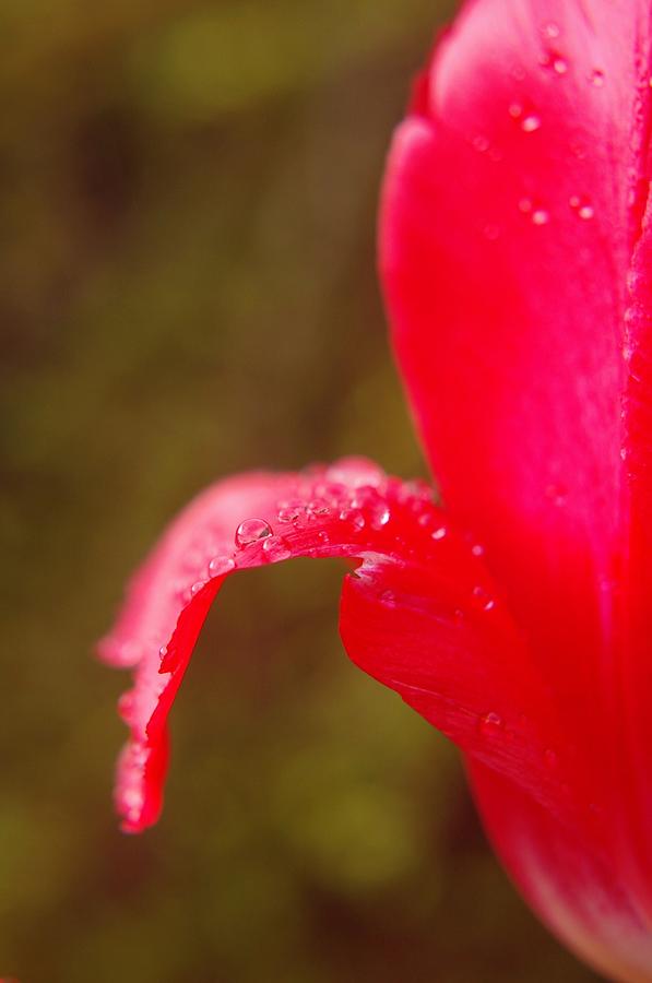 Red Petals And Waterdrops Photograph