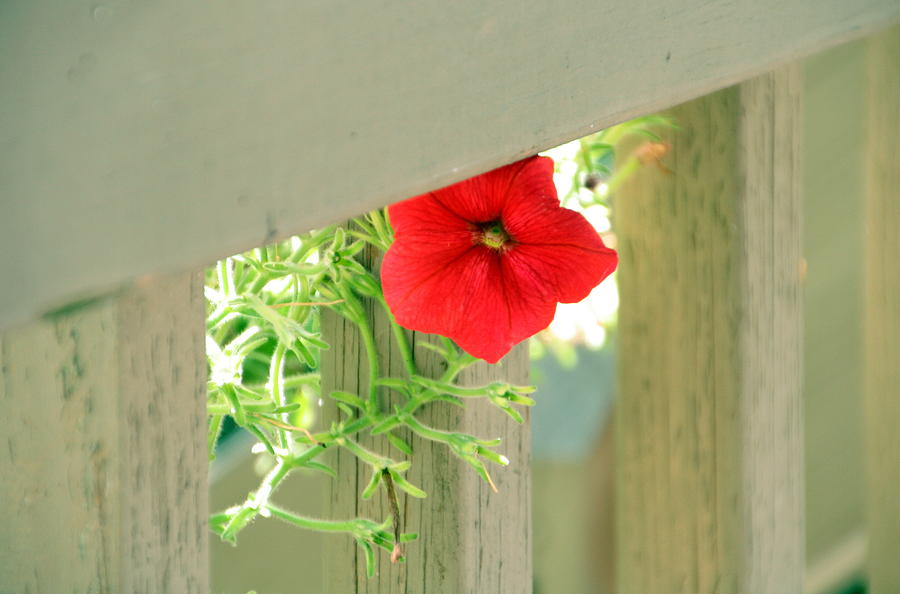 Red Petunia Photograph by Valerie Collins